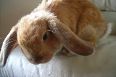Ginger Holland Lop rabbit resting on a white cushion