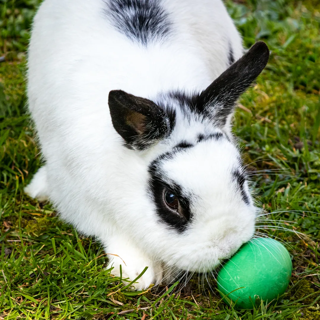Holland Lop Rabbit domestic pet