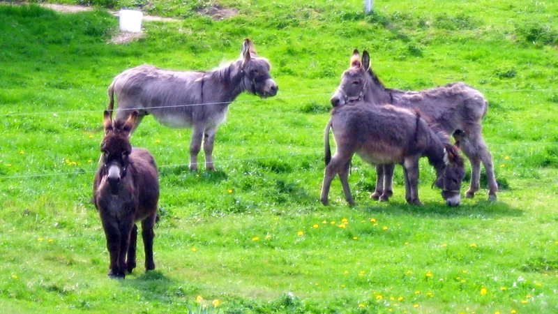 Four grey and brown donkeys grazing on a bright green meadow