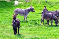 Donkey