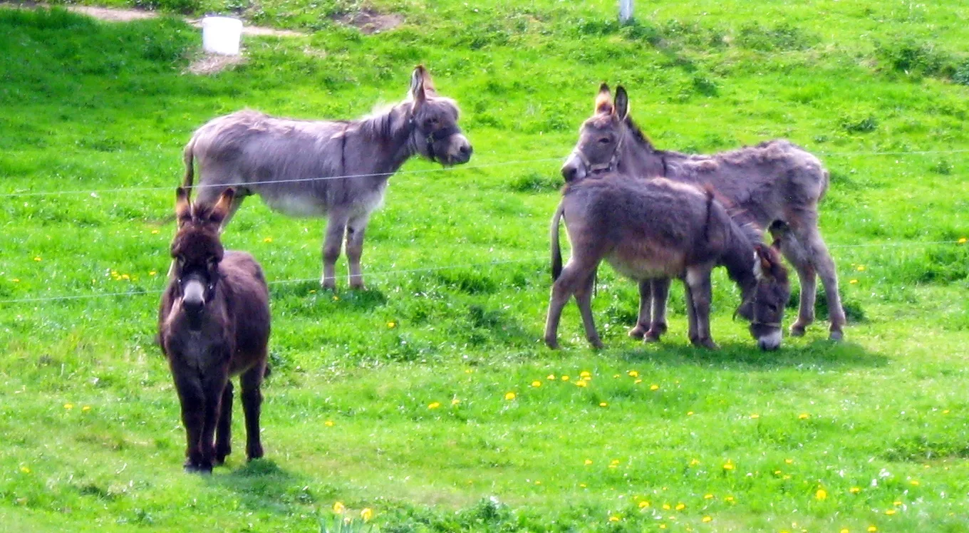 Donkey
