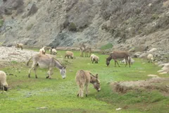 A herd of donkeys grazing on a rocky mountain slope