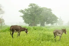 Two donkeys grazing in a misty field beside a large tree