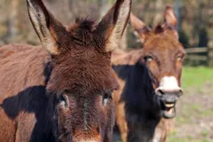 Two brown donkeys with long ears standing close together