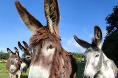 Brown donkey and white donkey facing forward under a blue sky
