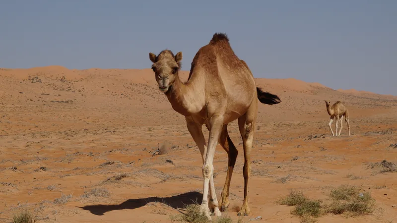 Single-humped dromedary standing on orange desert sand with a young one behind