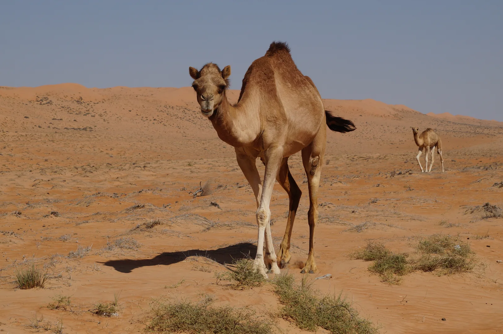 Dromedary