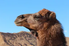 Close view of a dromedary's head with thick lips and long eyelashes against blue sky