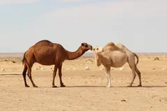 A dark brown and a pale dromedary standing nose to nose on open desert