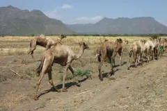 Line of dromedaries walking along a dirt track below mountains