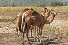 Three dromedaries standing together on dry grassland