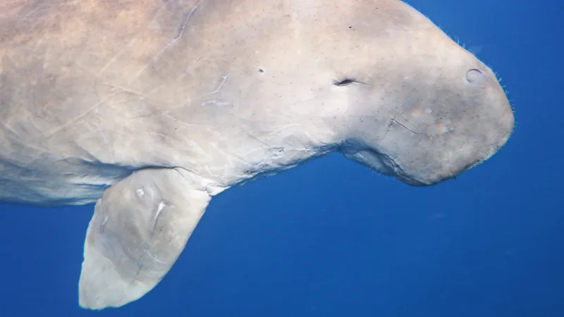Dugong gliding through clear blue water with its flippers spread