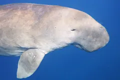 Dugong