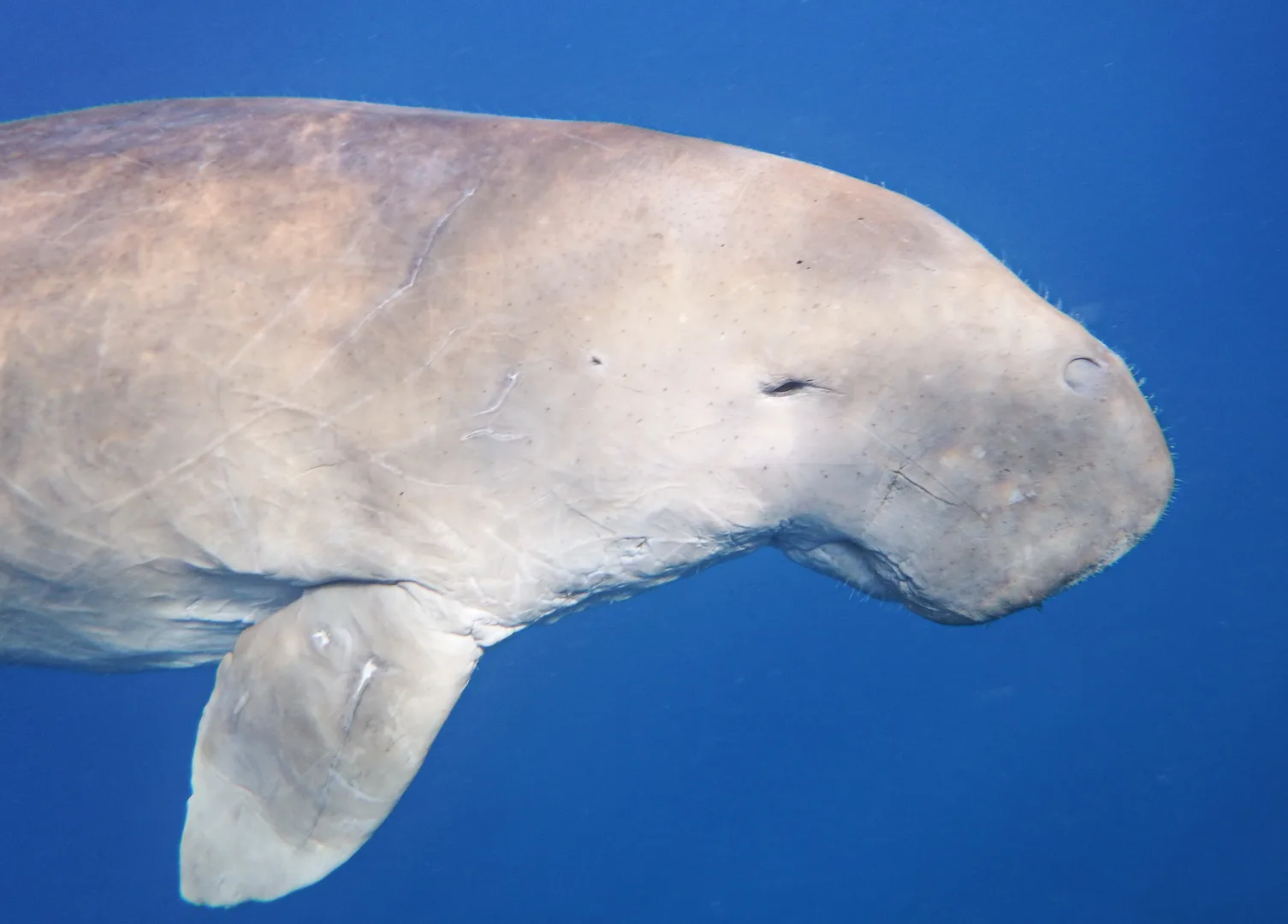 Dugong