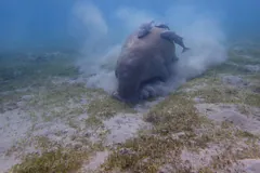 Dugong feeding on the seabed, kicking up a cloud of sand