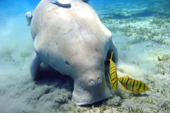 Dugong grazing seagrass with small striped fish at its snout