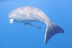Dugong swimming near the surface, its fluked tail curved down