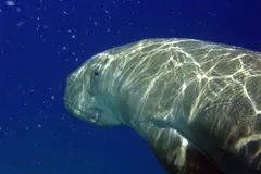 Dugong swimming close, sunlight rippling across its back