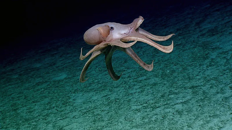 Live Dumbo octopus gliding gracefully above the deep seabed with prominent ear-like fins