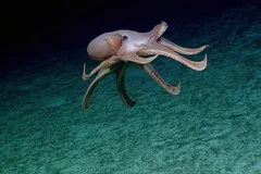 Live Dumbo octopus gliding gracefully above the deep seabed with prominent ear-like fins