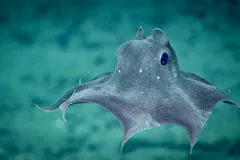 Dumbo octopus hovering in midwater with translucent webbed arms