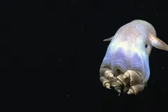 Deep-sea Grimpoteuthis displaying coiled tentacle posture while swimming through the abyss