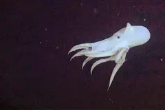 Translucent white Grimpoteuthis bathynectes floating in pitch-black deep water