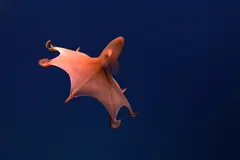 Deep-sea cirrate blind octopod drifting with parachute-like umbrella membrane