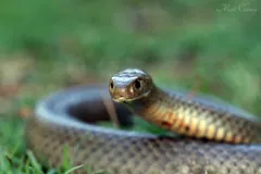 Eastern brown snake raising its head above its coiled body on grass