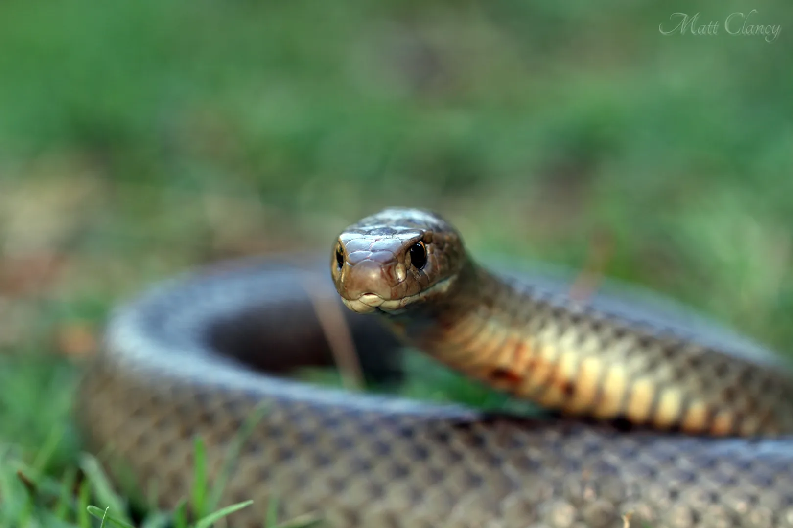 Eastern Brown Snake