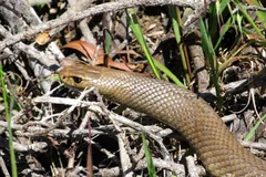 Eastern brown snake sliding over dry twigs and grass