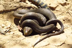 Eastern brown snake coiled around a blue-tongued skink it is swallowing