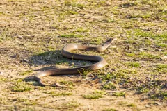 Eastern brown snake crossing open sandy ground in an S-shaped curve