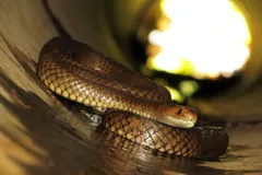 Eastern brown snake coiled inside a pipe with light behind it