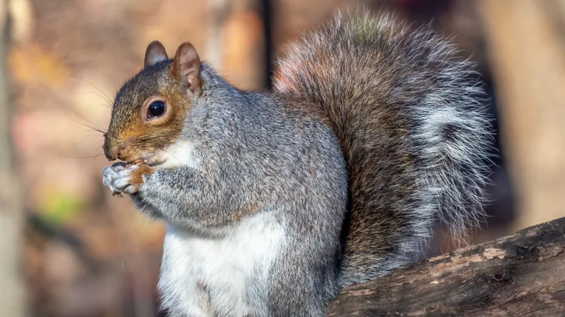 Grey squirrel with a white belly sitting upright on a branch, nibbling food in its forepaws