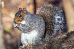Eastern Gray Squirrel