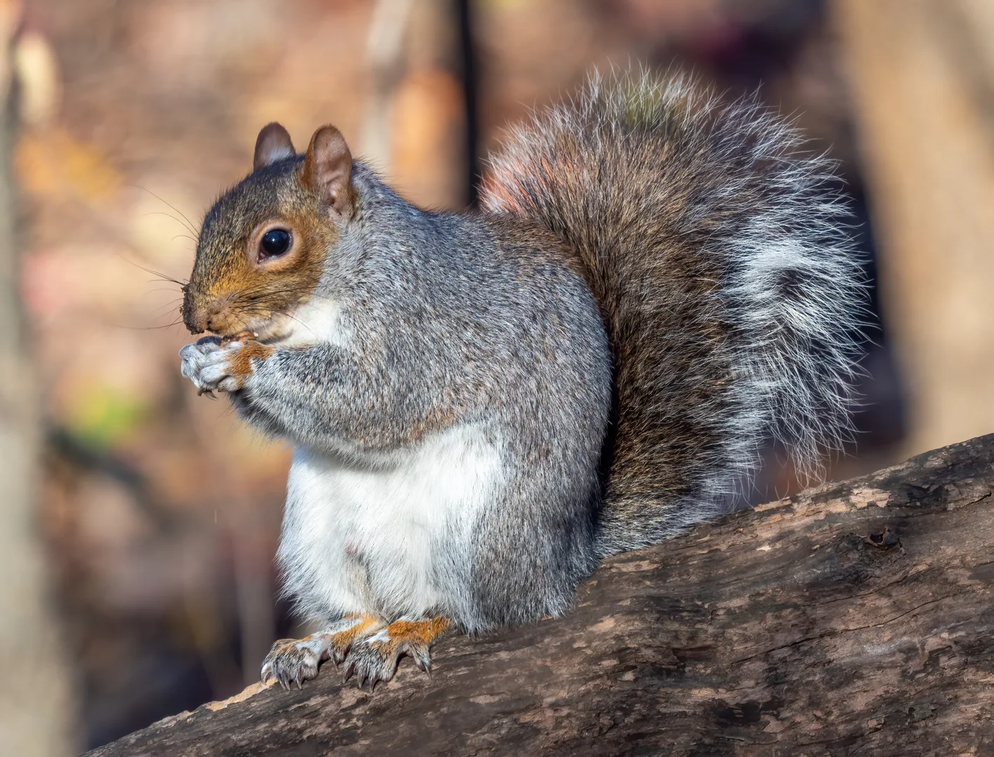 Eastern Gray Squirrel