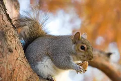 Grey squirrel clinging to a tree trunk beside autumn leaves, a nut in its mouth