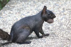 All-black squirrel on gravel carrying a walnut in its mouth
