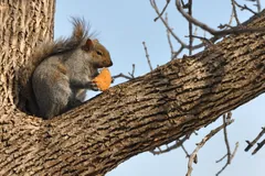Grey squirrel stretched along a bare tree limb against a blue sky