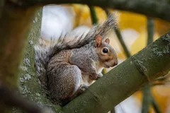 Grey squirrel perched in the fork of a mossy tree with autumn colour behind