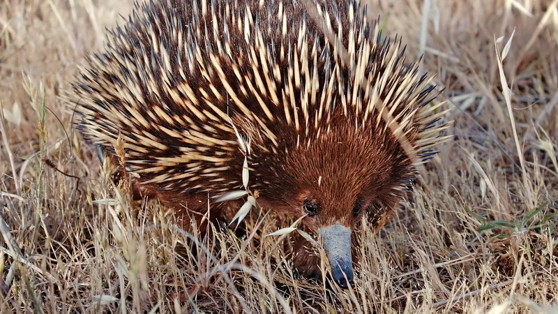Short-Beaked Echidna in natural habitat