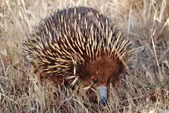 Short-Beaked Echidna in natural habitat