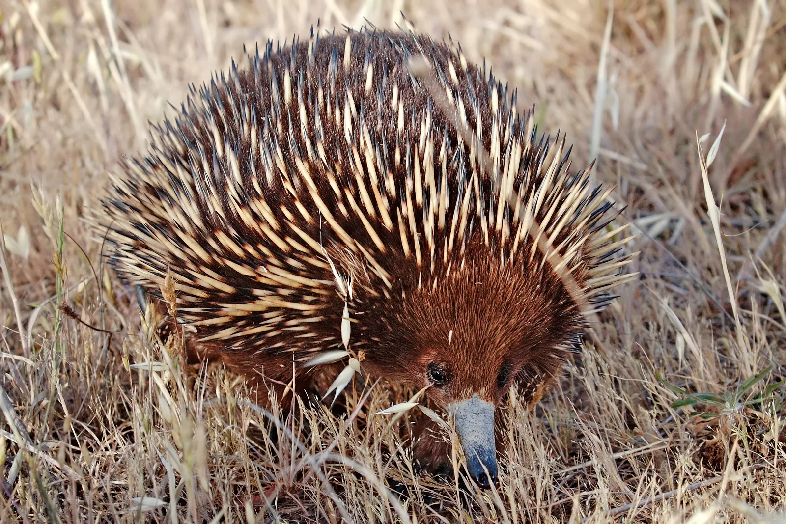 Short-Beaked Echidna in natural habitat