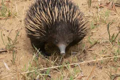 Short-Beaked Echidna in natural habitat