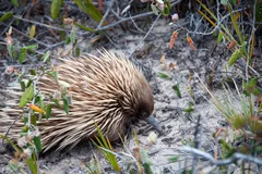 Short-Beaked Echidna in natural habitat