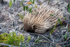 Short-Beaked Echidna in natural habitat