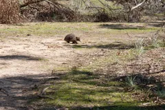 Short-Beaked Echidna in natural habitat