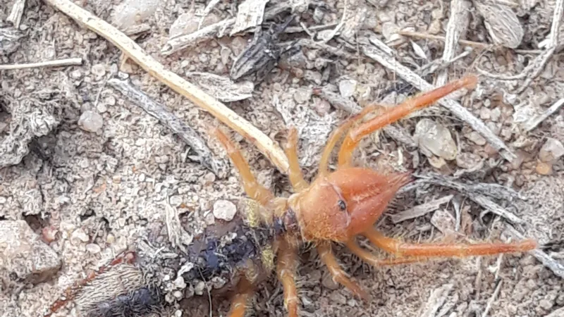 Pale orange solpugid with long hairy legs standing on dry, twig-strewn sand