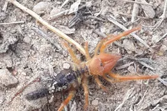 Egyptian Giant Solpugid